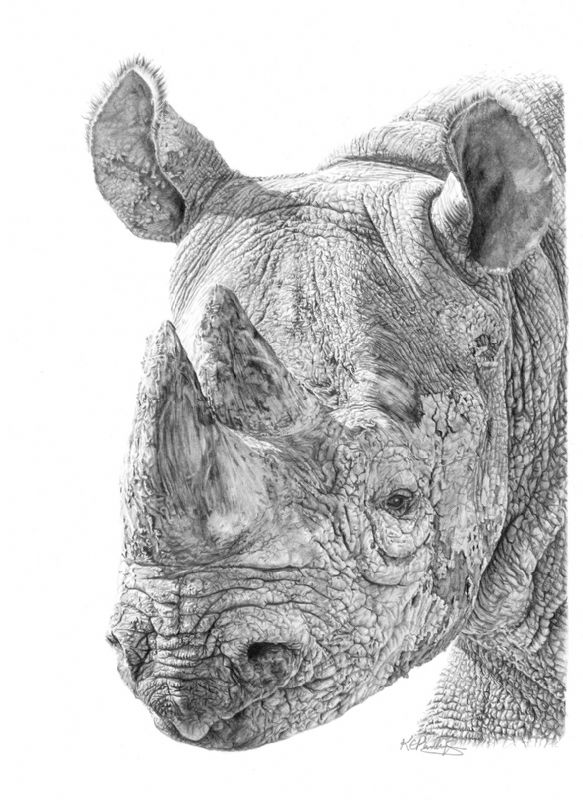 Mud Packed Rhino